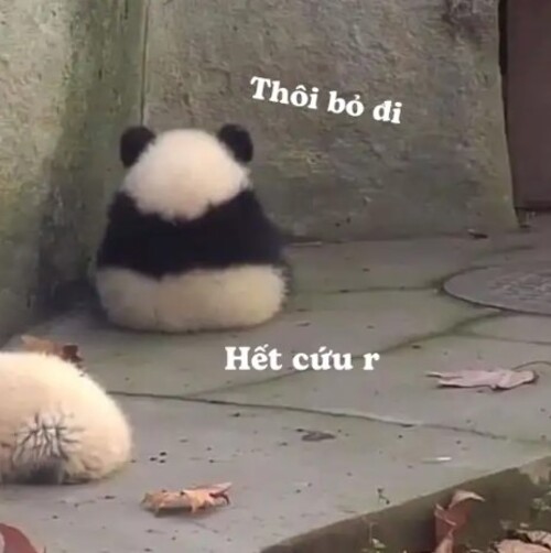 meme hết cứu gấu trúc