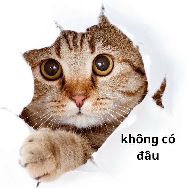 meme không có đâu