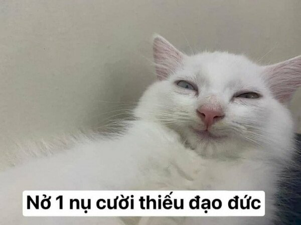 meme mèo nhếch mép