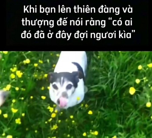 meme nhân văn buồn