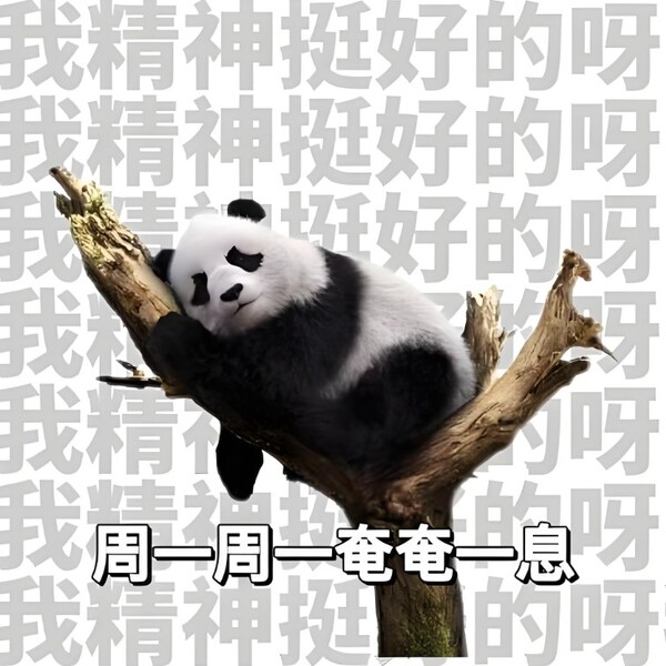 meme panda trung quốc