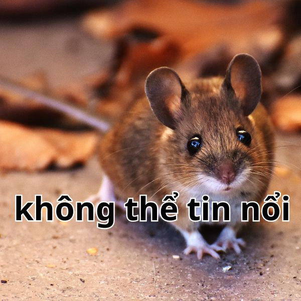 meme thật không thể tin nổi