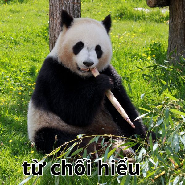 meme từ chối hiểu