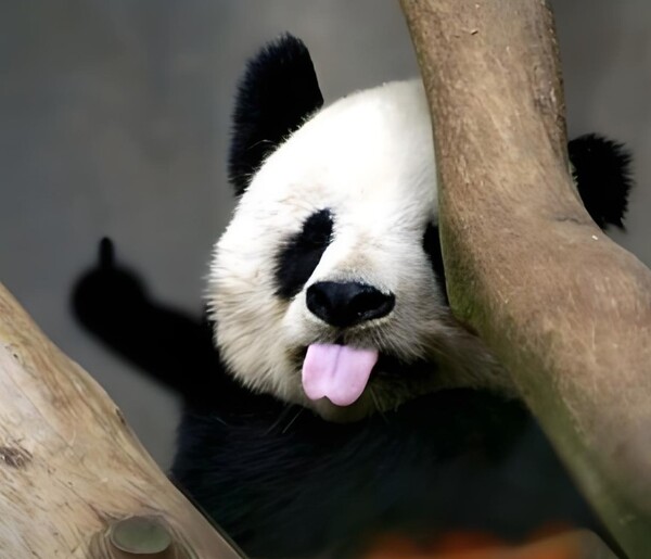 meme gấu trúc giỡ ngón giữa