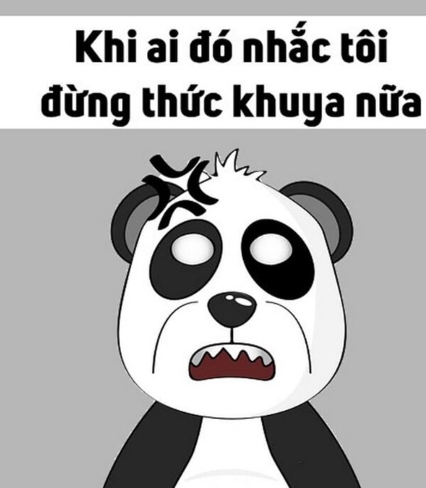 meme gấu trúc mệt mỏi quá