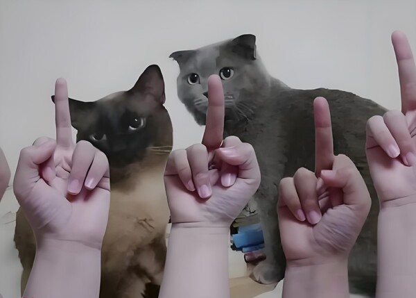 meme ngón giữa chất