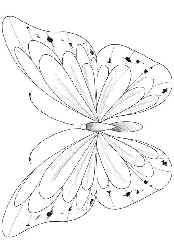 bướm tô màu
