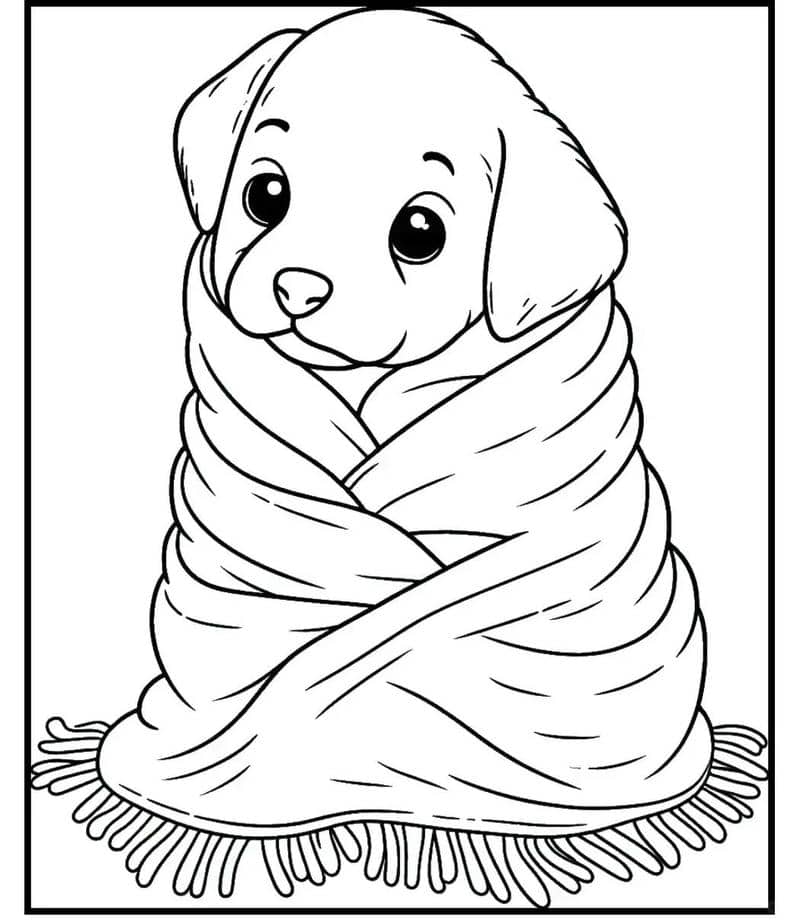 con chó cute