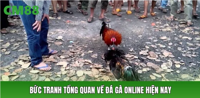Không gian theo dõi: Hình ảnh, nhịp trận và lựa chọn đa dạng